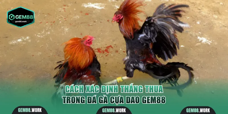 Cách xác định thắng thua trong đá gà cựa dao Gem88