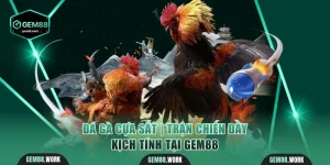 Đá gà cựa sắt